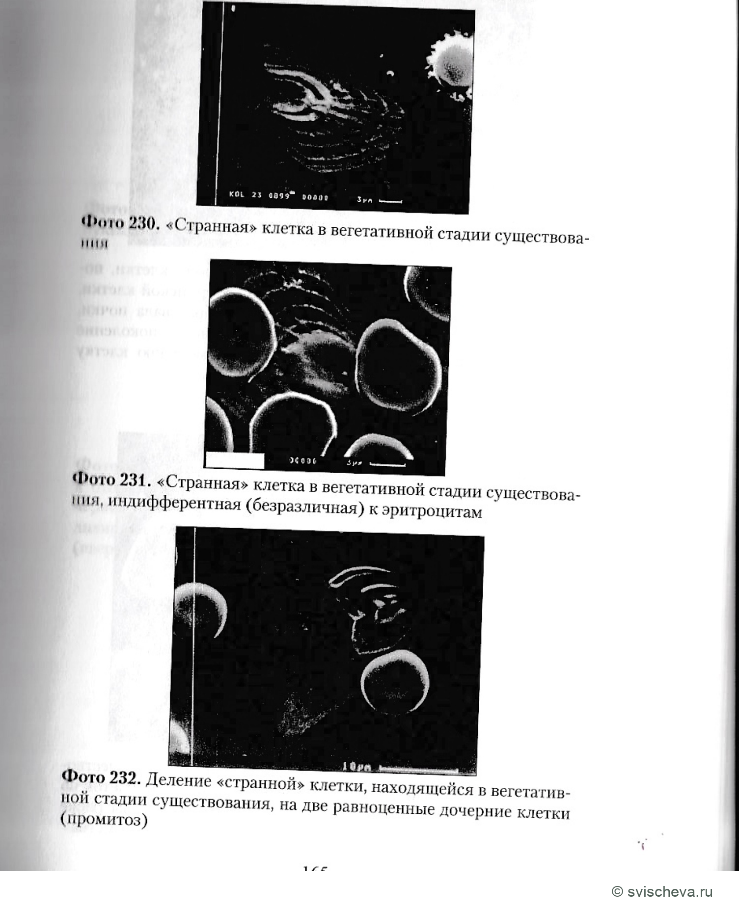 Фото 230, 231, 232.