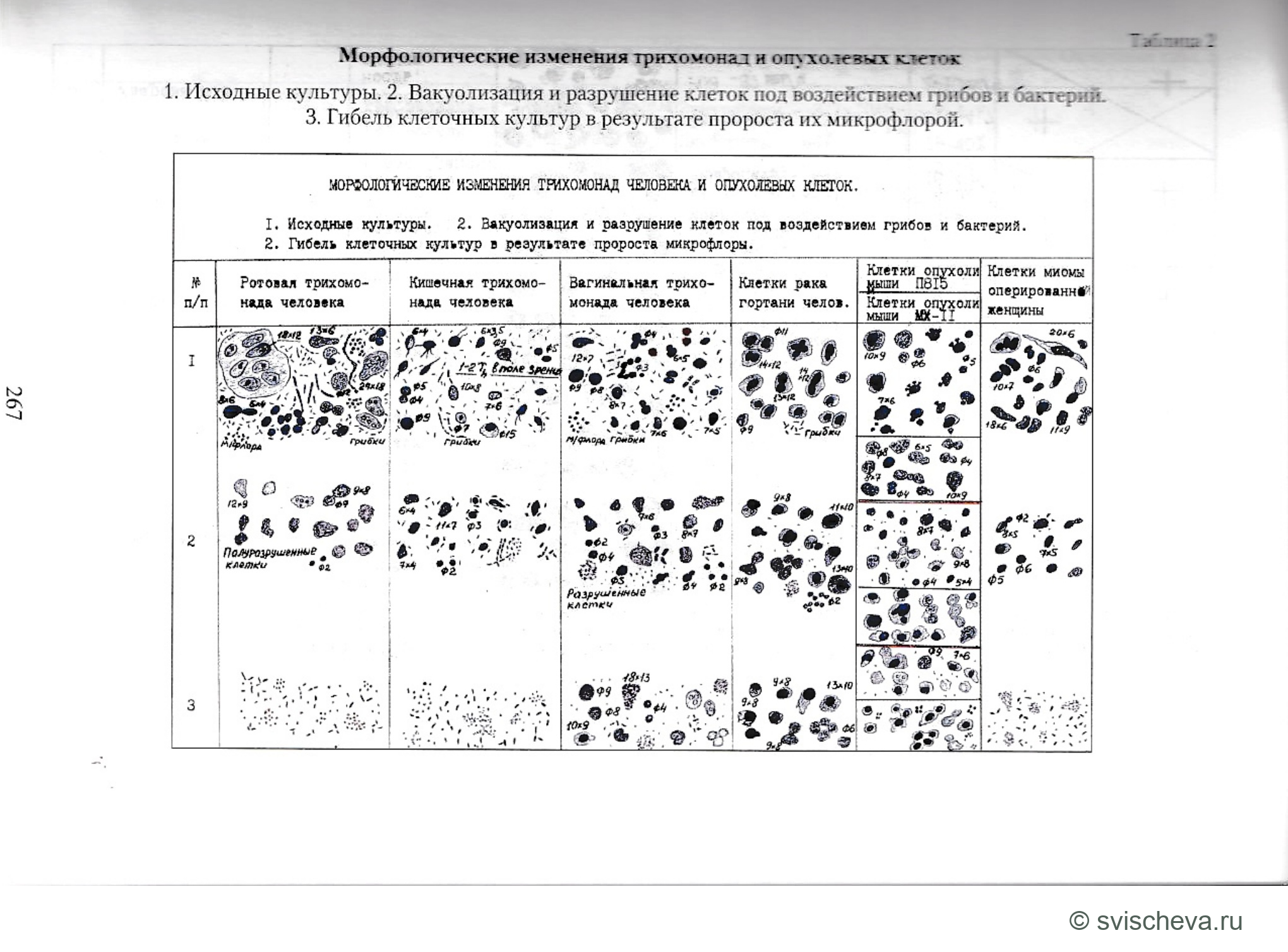 Таблица 2. Морфологические изменения трихомонад и опухолевых клеток
