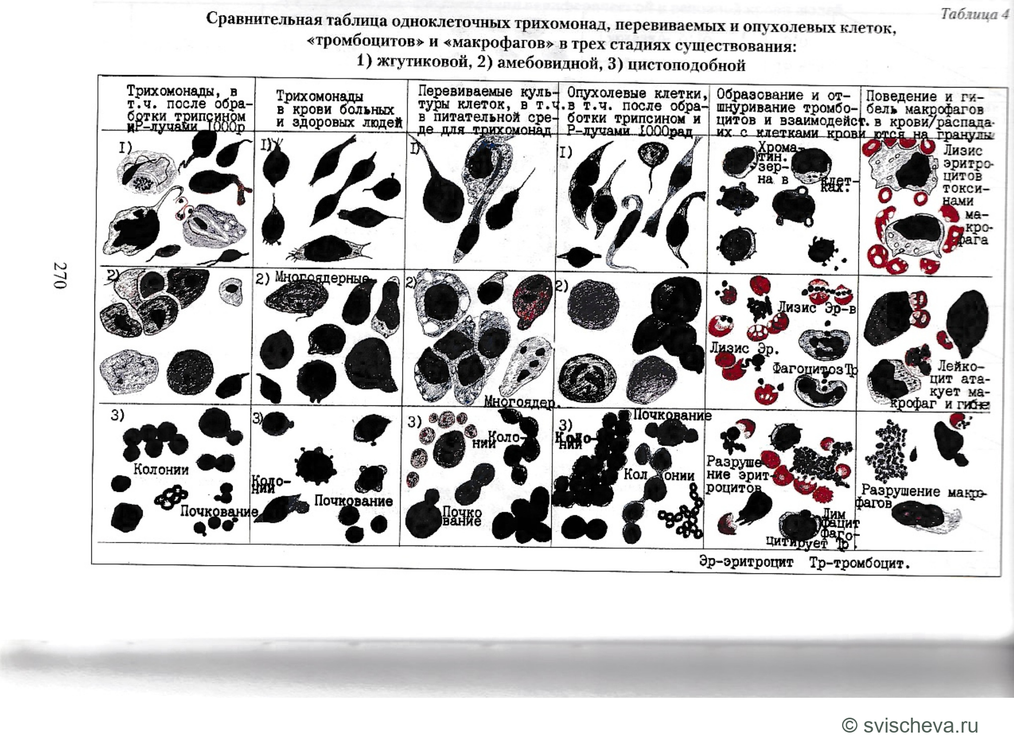Таблица 4. Сравнительная таблица одноклеточных трихомонад, перевиваемых и опухолевых клеток, «тромбоцитов» и «макрофагов» в трех стадиях существования: 1) жгутиковой, 2) амебовидной, 3) цистоподобной