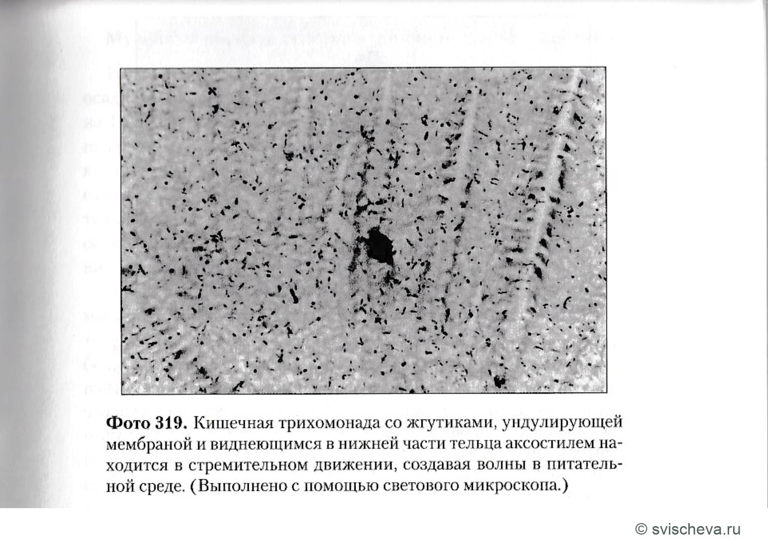 Фото 319. Полные подписи, панели и шкалы сохранены в источнике.